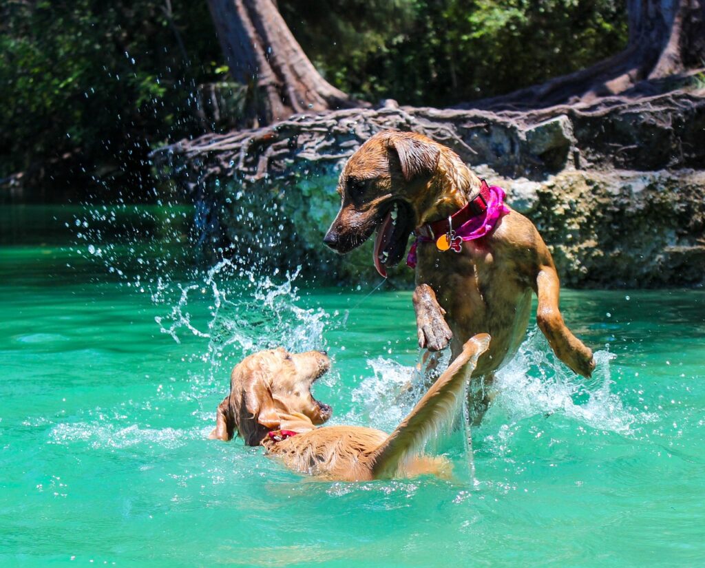dog, dog swimming, lake-2039354.jpg