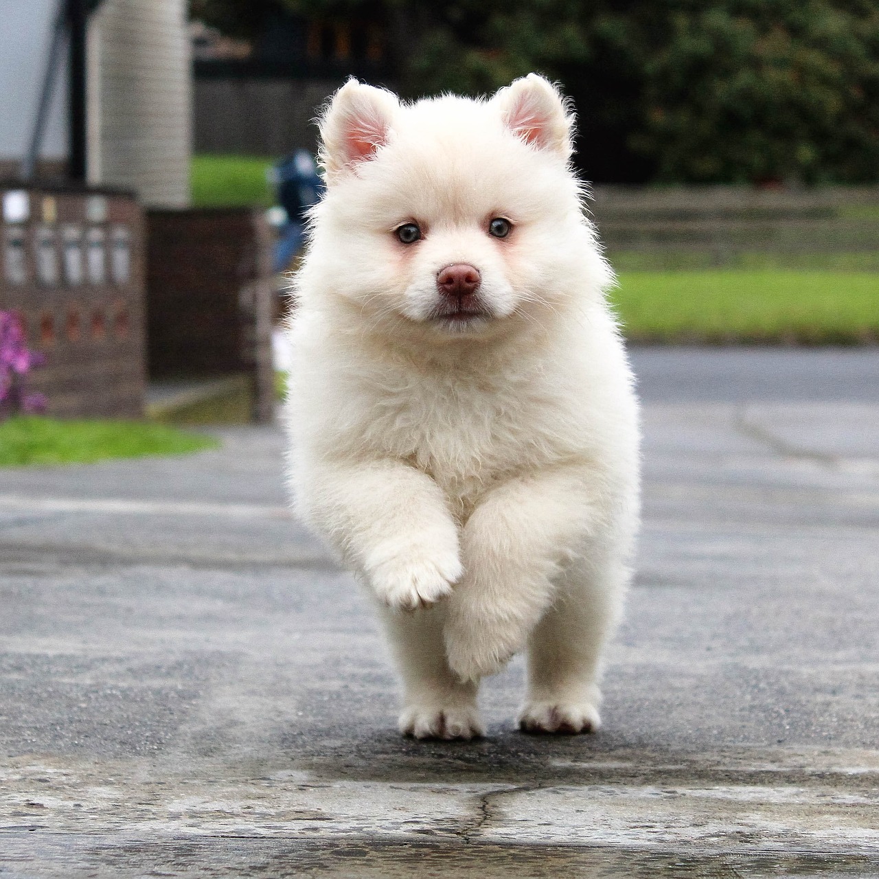 puppy, running, dog-1790064.jpg