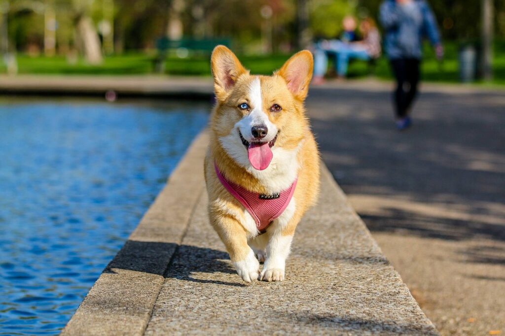 animal, dog, pet-1284286.jpg